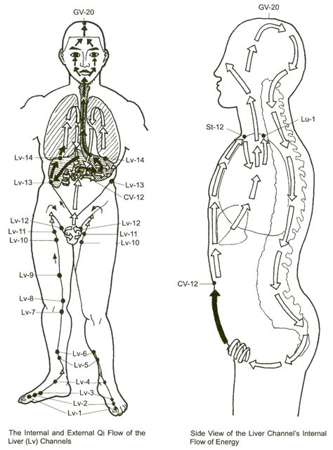 what is the liver meridian